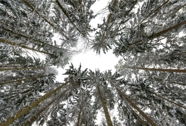 Blick in die Baumkronen im Wald bei Tauberbischofsheim, verschneit, Weitwinkelaufnahme