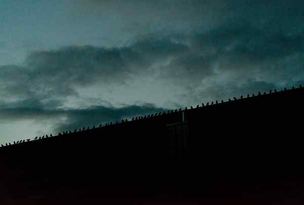 Silhouette von Vögeln im Morgengrauen auf einem Dach