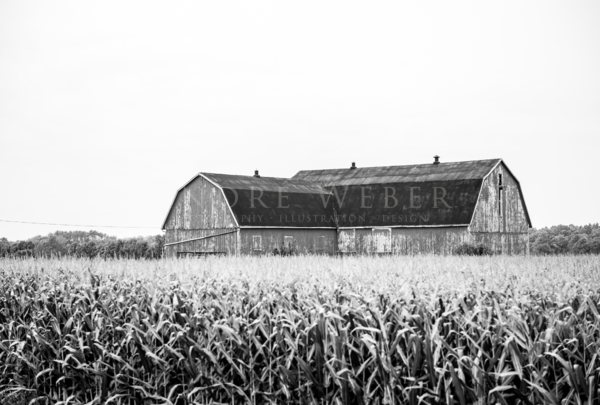 Scheune auf einem Maisfeld in Kanada, Schwarzweiß Foto
