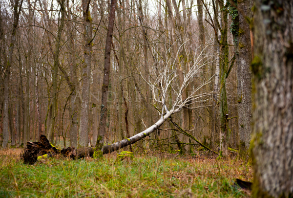 umgestürzter Baum im Wald Nähe Staffelstein
