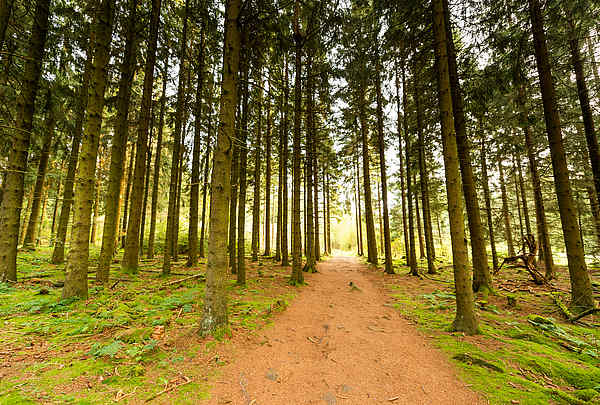 Waldweg mit hohen Bäumen am Schwarzen Moor in der Rhön