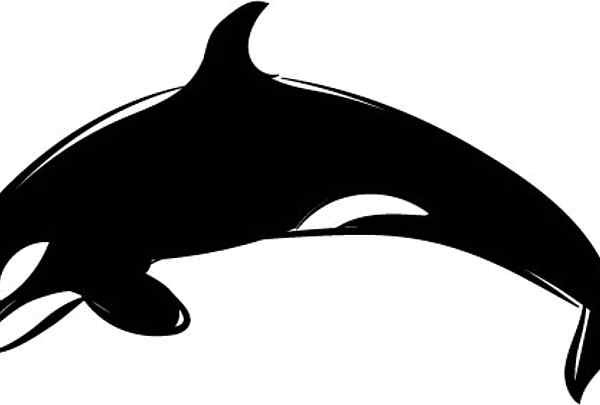 Orca, Killaerwal, Aufkleber