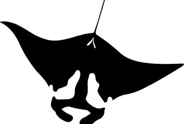 Matarochen Aufkleber, Manta Ray