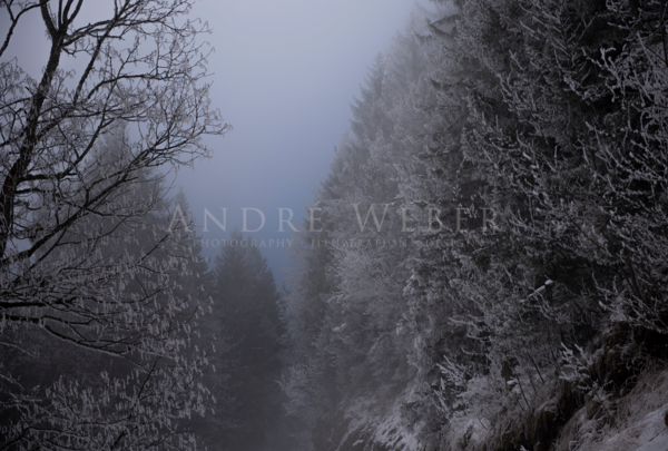 Waldstück im Nebel beim Aufstieg auf den Gipfel vom Wallberg am Tegernsee