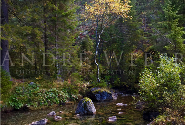 Baum mit gelben Blättern am Bach im Gebirge